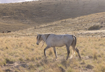 Naklejka na ściany i meble Wild Horse in the Utah desert
