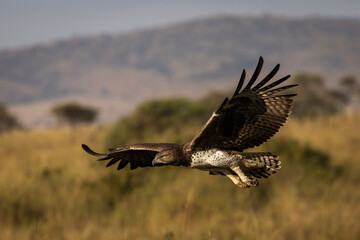 Hawk flying over savana in Serengeti National Park in Tanzania during safari with blue sky in background. Wild nature of Africa