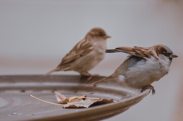 sparrow on a branch