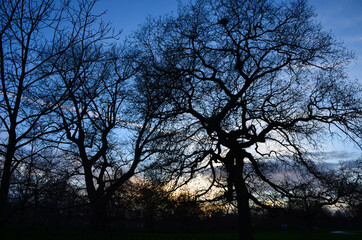 Hyde park at sunset