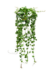 Hanging vine plant succulent leaves of Hoya (Dischidia ovata Benth), indoor houseplant isolated on white background. - 434355825