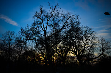 Hyde park at sunset