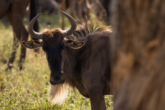 Group of wildebeasts during safari in National Park of Serengeti, Tanzania. Wild nature of Africa.