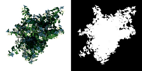 Top view of Plant (Multi Stem Kousa Dogwood Reduced- 1) Tree png with alpha channel to cutout made with 3D render