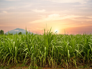 sugar cane field  with sunset
