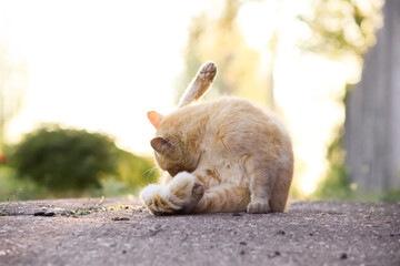 Red cat sits on the asphalt crouched and licks his ass