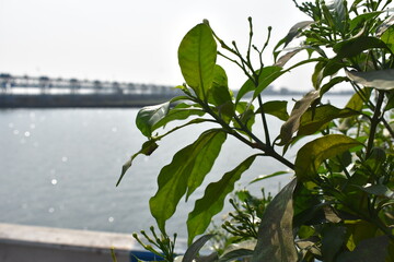 Green leaves grown in the foreground just beside a blue river near a dam