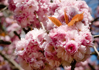 branch of pink flowers blossom of cherry against the blue sky in the spring warm day