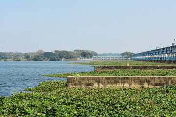 water plants grown all over river bed in clean blue river near a dam