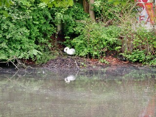 Schwan brütet auf dem Nest am EIlbeker Kanal