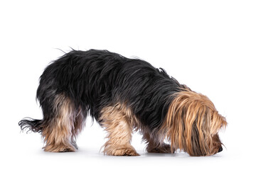 Naklejka na ściany i meble Scruffy adult black gold Yorkshire terrier dog, standing side ways and sniffing ground. Isolated on a white background.