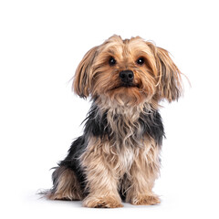 Scruffy adult black gold Yorkshire terrier dog, sitting up facing front. Looking towards camera....