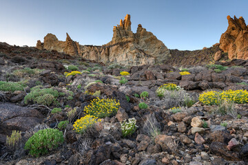 Rock desert landscape with flowers and cliffs