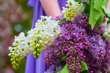 Bouquet of lilacs of different shades