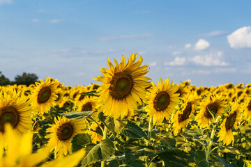 Sunflower natural background. Sunflower blooming. Close-up of sunflower.