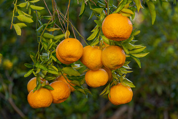 Fruta mexeria madura em quintal de residência de Guarani, Minas Gerais, Brasil.