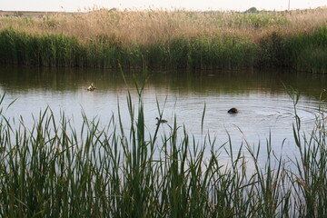 reeds in the water