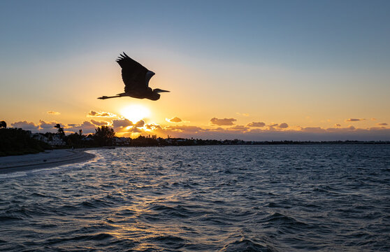 Great blue heron flies over sunset in southwest Florida