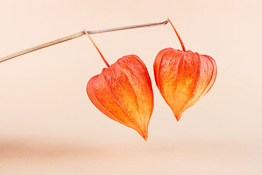 Two buds of physalis flower on one branch side by side on a neutral beige background. Close-up, copy space.
