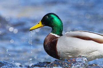 Fototapeta premium Stockenten Erpel im Frühjahr in der Spree bei der Futtersuche