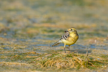 Citrine Wagtail Motacilla citreola, on a wetland