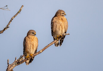 Pair of mating red shouldered hawk at Dawn in Myakka State Park