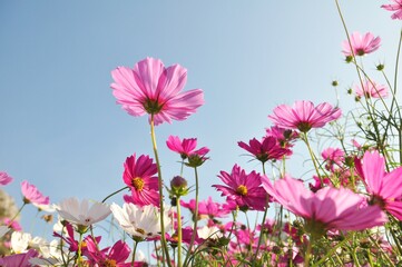 Fototapeta premium Sweet color cosmos blooming on natural background.