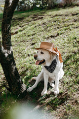 A white labrador sits on the grass with an open mouth, sticking out his tongue in a hat with a ribbon near a tree, looks to the side. Happy pet for a walk on a sunny day.