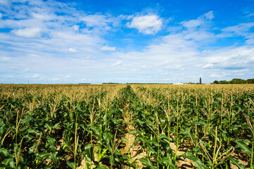 Landscape view of a young wheat field