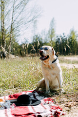 A cute labrador in sunglasses with his tongue hanging out sits near a blanket. The dog on a background of tall fluffy grass and trees in the background on a sunny warm day.