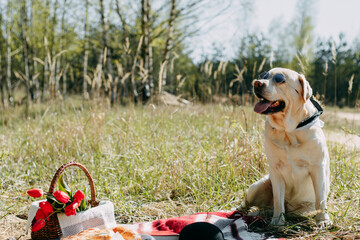 A white parody labrador sits in sunglasses next to a plaid blanket. On the blanket there is a basket of tulips and a black hat. On a sunny warm day, the pet is resting in nature.