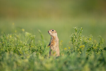 Naklejka na ściany i meble Ground squirrel Spermophilus pygmaeus stands in the grass in a meadow