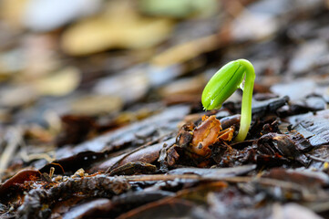 small East Indian walnut tree ( Rain tree ) that has just sprouted from seed in forest , thailand
