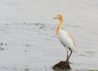 Obraz premium colorful Cattle egret find food in wetland , thailand