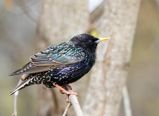 starling