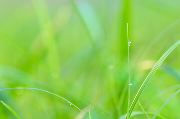 small water droplets on top of the grass with warm morning light