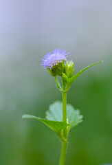 colorful Camphor grass  flower  closeup on nature background