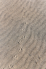 .Traces of a bird's feet in the sand at the beach.