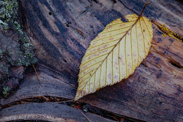 Single yellow autumn leaf rests on wooden log in forest