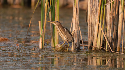 Little bittern, Ixobrychus minutus, in the wild
