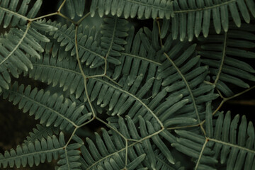 texturas de hojas y helechos verdes en la jungla