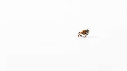 Between fly and bee, do you know it, flying insect on white background