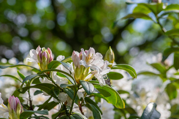 Rhododendron Madame Masson white flowers with yellow dots in bloom, flowering evergreen shrub, green leaves