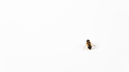 Between fly and bee, do you know it, flying insect on white background