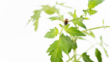 Between fly and bee, do you know it, insect flying on a tomato stalk, all on a white background