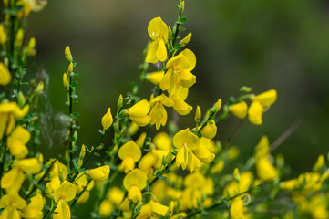 Cytisus scoparius yellow wild flowering common broom in bloom, scotch perennial leguminous...