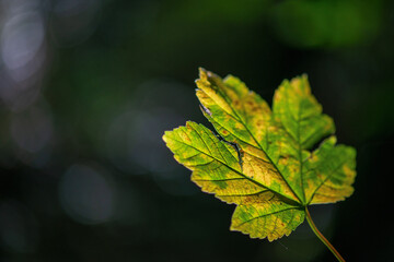 Feuilles lumineuses colorées d'automne se balançant dans un arbre dans le parc d'automne. Fond coloré d'automne, toile de fond d'automne