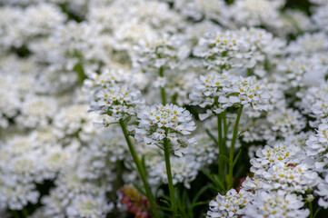 Iberis sempervirens evergreen candytuft perenial flowers in bloom, group of white springtime flowering rock plants