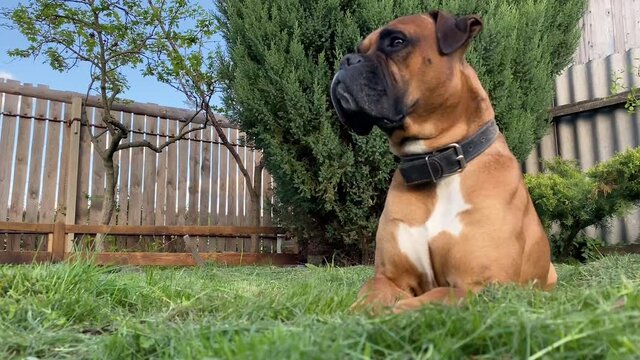 an adult German boxer lies on a green lawn and runs away