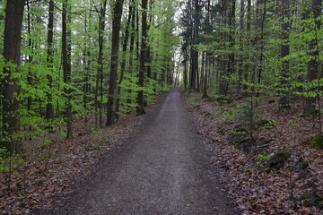 Wald, Weg, Bäume, Buchen Eichen, 